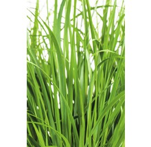 Detailaufnahme von Gras