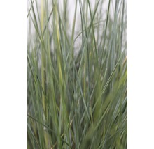 Detailaufnahme von Ziergras