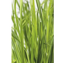Nahaufnahme von Gras