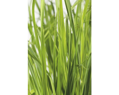 Nahaufnahme von Gras