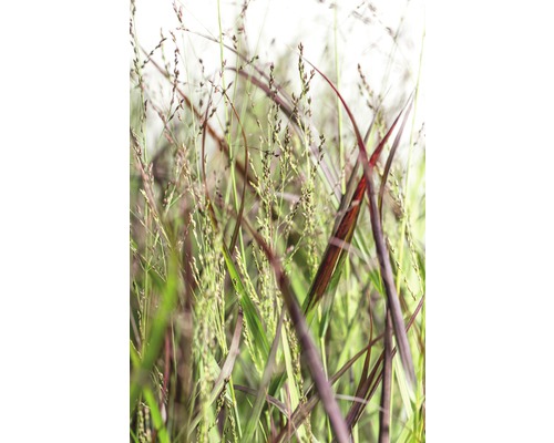 Rotbraune Rutenhirse FloraSelf Panicum virgatum 'Rehbraun' H 20-80 cm Co 6 L Nahaufnahme von Ziergras im Garten