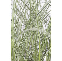 Detailaufnahme von Schilfgras für den Garten