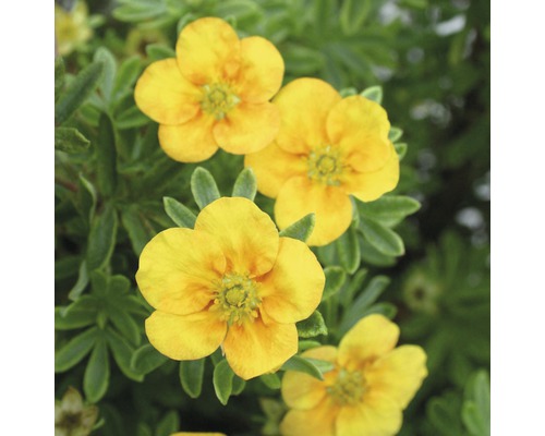 Fingerstrauch FloraSelf Potentilla fruticosa 'Mango Tango' H 30-40 cm Co 4 L Gelbe Fingerstrauchblüten mit grünen Blättern