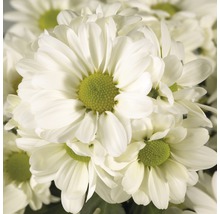 Nahaufnahme von weißen Chrysanthemen mit grünen Blütenkörben