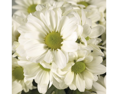 Nahaufnahme von weißen Chrysanthemen mit grünen Blütenkörben