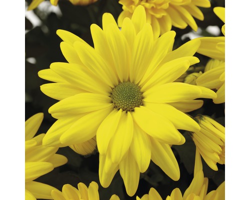 Gelbe Chrysantheme mit vielen Blütenblättern