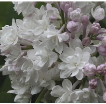 Nahaufnahme von weißen und violetten Fliederblüten