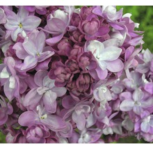 Edelflieder 'Paul Thirion', 40 - 60 cm