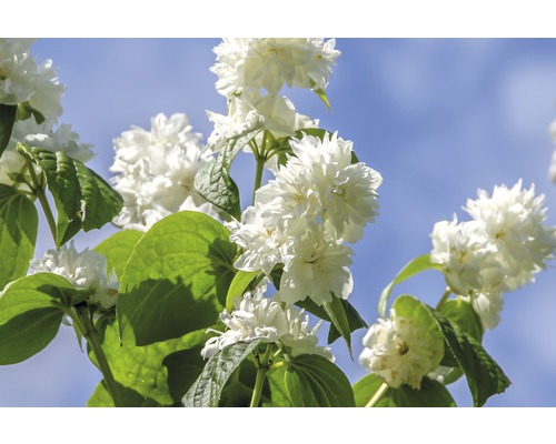 Gartenjasmin, Duftjasmin, Pfeifenstrauch Philadelphus 'Minnesota Snowflake' H 80-100 cm Co 10 L Gartenjasmin, Duftjasmin, Pfeifenstrauch Philadelphus 'Minnesota Snowflake' H 80-100 cm Co 10 L