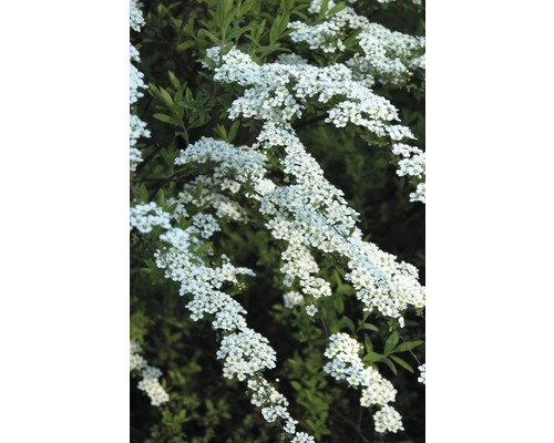 Blühender Spierstrauch mit weißen Blüten