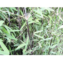 Bambus mit schwarzen Stämmen und grünen Blättern.