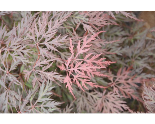 Nahaufnahme eines Fächerahorns mit filigranen Blättern.