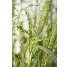 Nahaufnahme von Ziergras mit Ähren