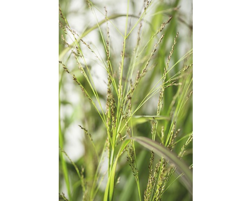 Nahaufnahme von Ziergras mit Ähren