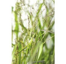 Nahaufnahme von Ziergras im Garten.