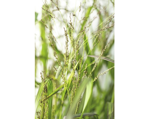 Nahaufnahme von Ziergras im Garten.