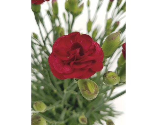 Rote Nelke mit grünen Knospen