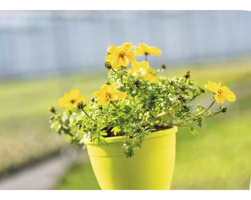 Gelbe Bidens-Pflanze in einem Blumentopf
