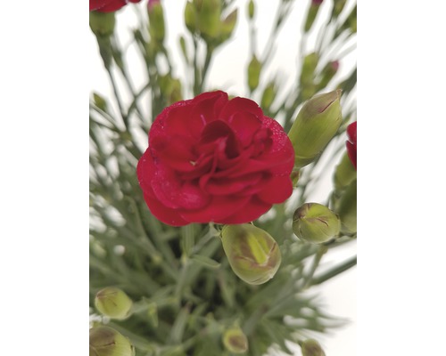 Nahaufnahme einer einzelnen roten Nelkenblüte mit mehreren Knospen