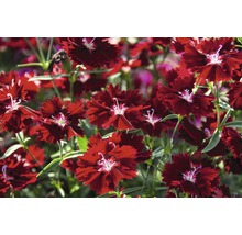 Nahaufnahme von roten Nelkenblüten im Gartenbeet