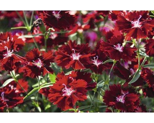 Nahaufnahme von roten Nelkenblüten im Gartenbeet