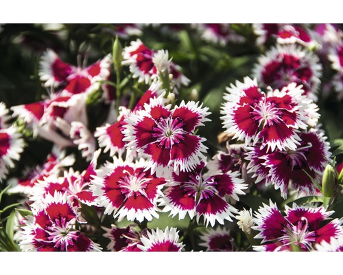 Nahaufnahme von Nelkenblüten im Gartenbeet
