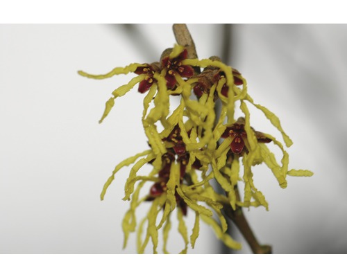 Blütenstand der Zaubernuss mit gelben Blütenblättern und roten Kelchblättern