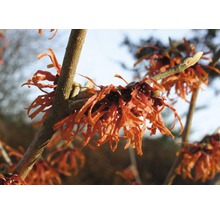 Nahaufnahme von blühendem Hamamelis auf einem Ast