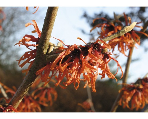 Nahaufnahme von blühendem Hamamelis auf einem Ast