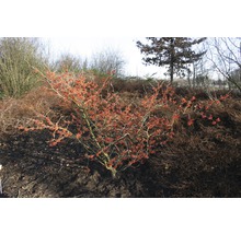 Blühender Zierstrauch im Garten