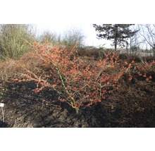 Winterblühender Zierstrauch im Garten.