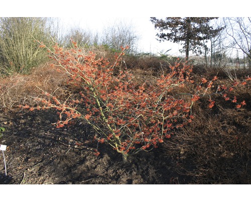 Winterblühender Zierstrauch im Garten.