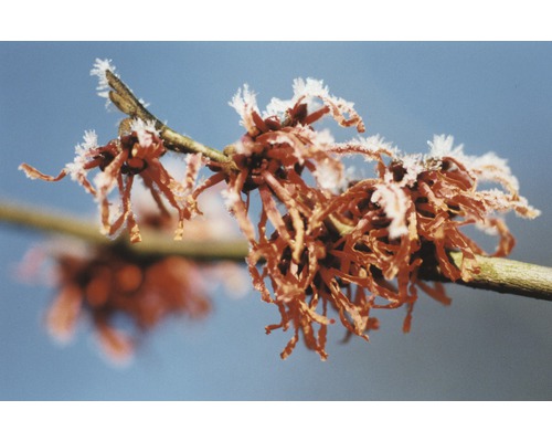 Nahaufnahme eines Zweigs mit roten Blüten und Frost
