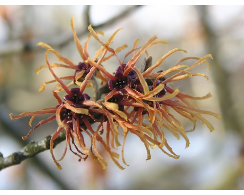 Zaubernuß orange Hamamelis intermedia 'Jelena' H 40-60 cm Co 5 L