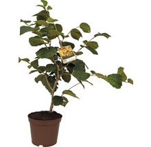 Haselnussstrauch im Topf mit Pflanzenetikett