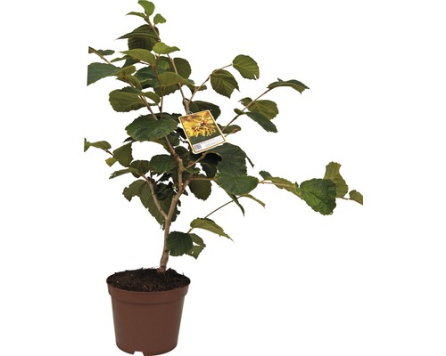 Haselnussstrauch im Topf mit Pflanzenetikett