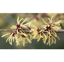 Nahaufnahme eines blühenden Zweigs der Zaubernuss