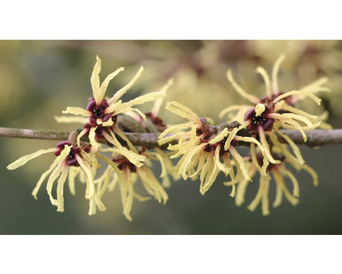 Nahaufnahme eines blühenden Zweigs der Zaubernuss