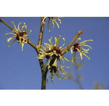 Nahaufnahme eines Hamamelisstrauchs mit Blüten vor blauem Himmel