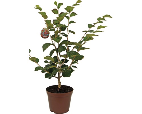 Pflanze im Topf mit grünen Blättern