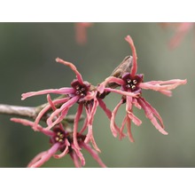 Blüten der Zaubernuss an einem Zweig