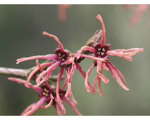 Blüten der Zaubernuss an einem Zweig
