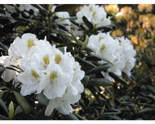 Großblumige Alpenrose, Rhododendron FloraSelf Rhododendron 'Cunningham's White' H 60-70 Co 15 L Großblumige Alpenrose, Rhododendron FloraSelf Rhododendron 'Cunningham's White' H 60-70 Co 15 L