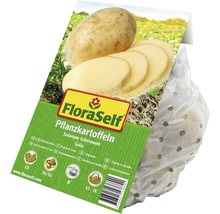 FloraSelf Pflanzkartoffeln der Sorte Gala im durchsichtigen Beutel