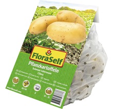 FloraSelf Pflanzkartoffeln Cilena im Sack