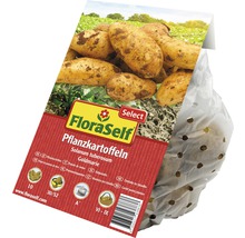 FloraSelf Pflanzkartoffeln Sorte Goldmarie im Sack