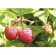 Himbeeren am Strauch
