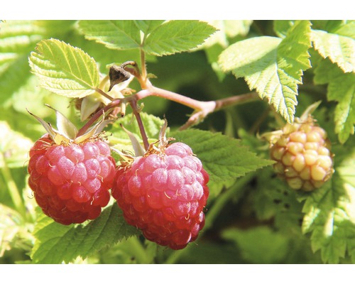 Himbeeren am Strauch