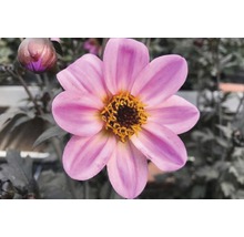 Nahaufnahme einer Dahlie mit Blütenblättern