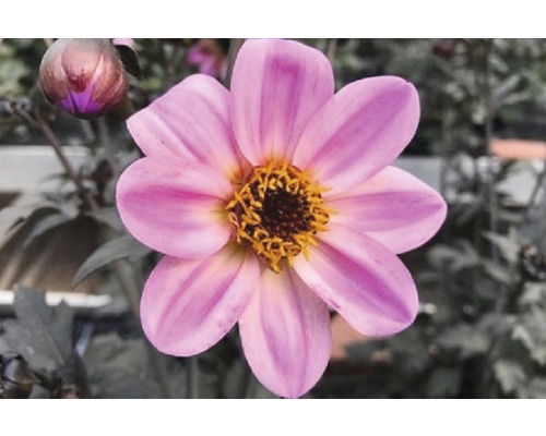 Dahlie Dahlia Mystic™ Dreamer H 20-60 cm Co 5 L (3 Stk.) Nahaufnahme einer Dahlie mit Blütenblättern